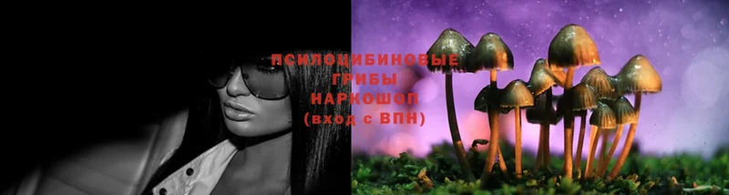 Галлюциногенные грибы Cubensis  купить   Мезень 